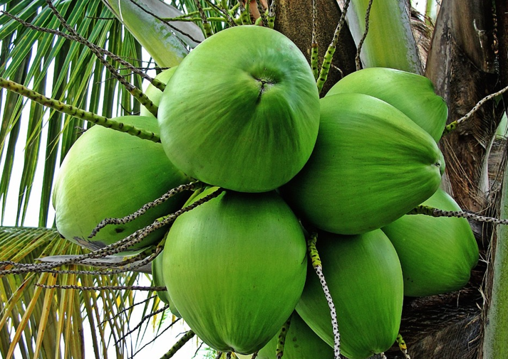 Coconuts: The Real MVP of the Plant World