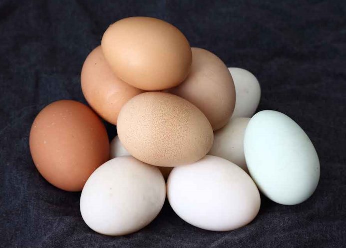 Beyond the Shell: Discovering Egg Essentials