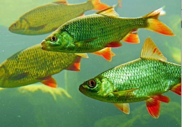Fish: The Real MVP of the Dinner Table
